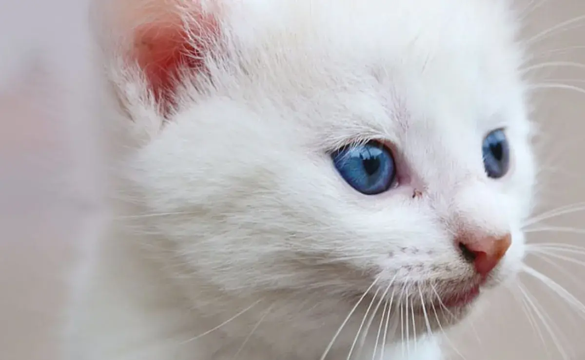 ¿Todos los gatos nacen con ojos azules?