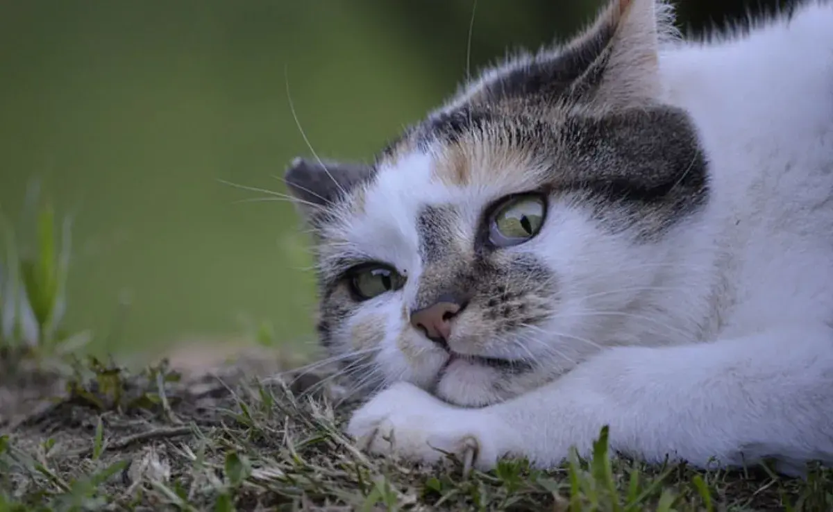 5 cosas que los gatos odian y deberías evitar