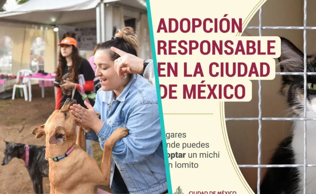 5 lugares recomendados por el Gobierno de México para adoptar mascotas