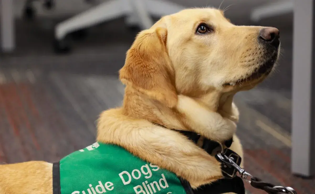 Así es como los perros lazarillos o perros guía ayudan a las personas