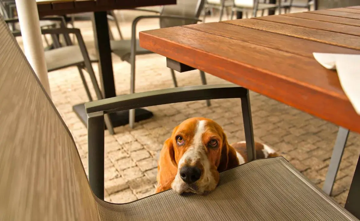 ¿Qué hacer para que el perro deje de pedir comida? Empieza aquí.