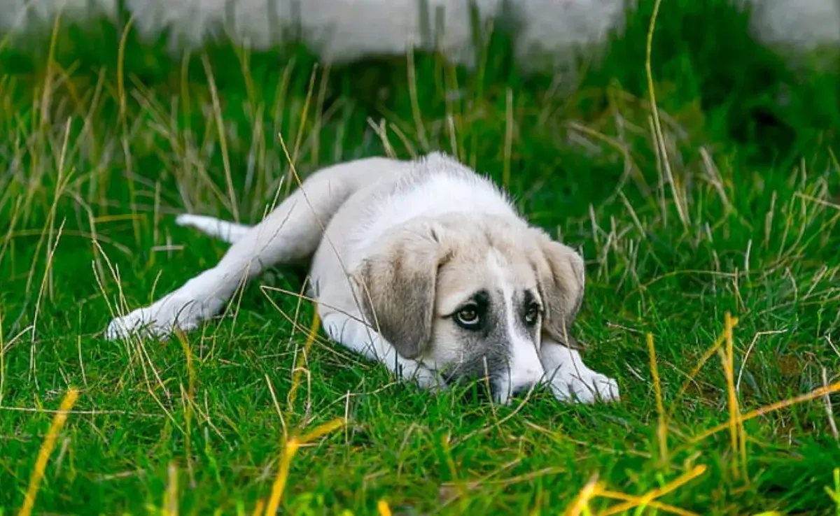 Top 5 razas de perros más nerviosos 🐶