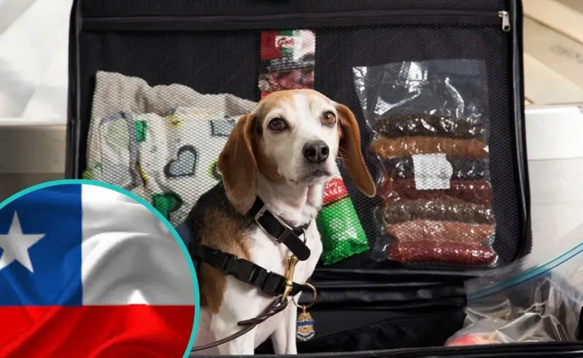 Estos son los documentos que necesitas para viajar con tus mascotas fuera de Chile