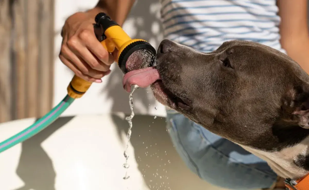 Cuida su salud: descubre si el agua de grifo es segura