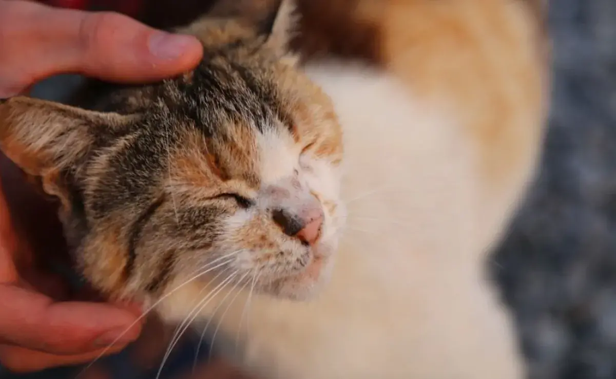 Esta es la guía fácil y definitiva para cuidar a tu gatita en celo. 😸🔥