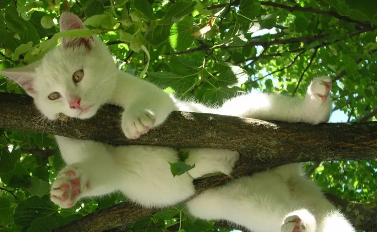 Razones de altura: por qué tu gato elige estar en lo alto.