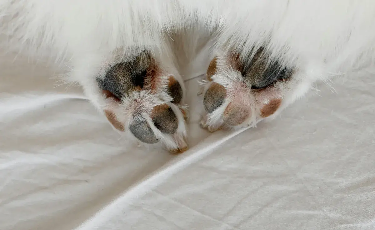 Las almohadillas de los perros son escudos biológicos que protegen del suelo.