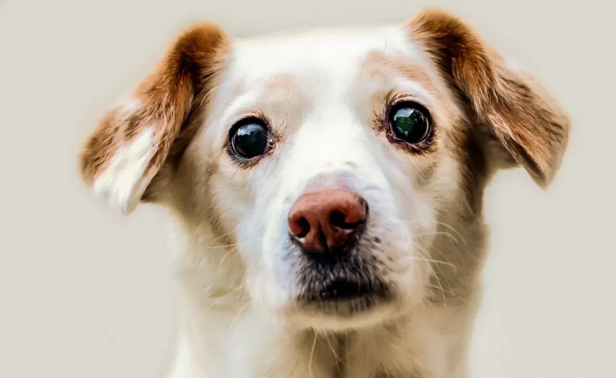 Los chichones en la cabeza de los perros pueden aparecer por distintas razones.