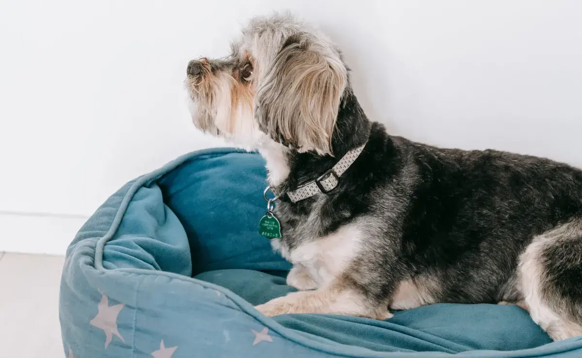 El hábito de rascar la cama está relacionado con los instintos ancestrales de los perros.