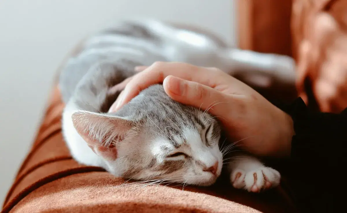 El que tu gato frote su cabeza contra la tuya, es un gesto de amor.