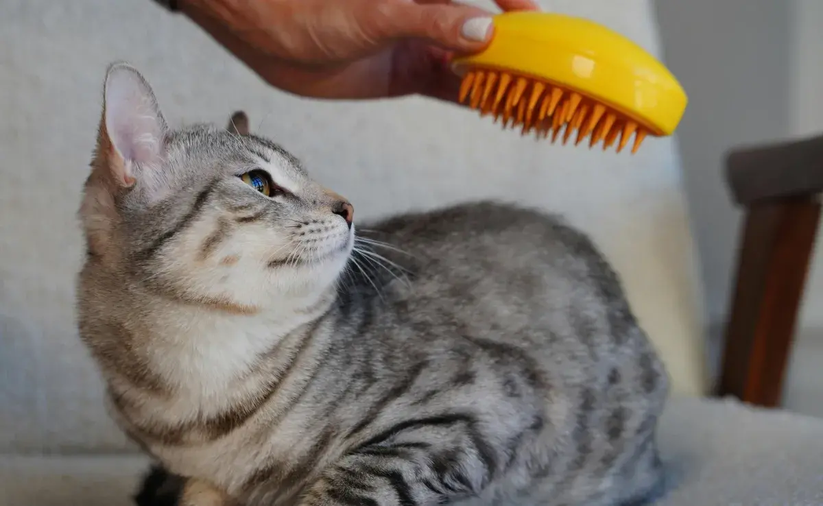 La muda de pelo en los gatos ocurre principalmente para adaptarse a los cambios estacionales. 