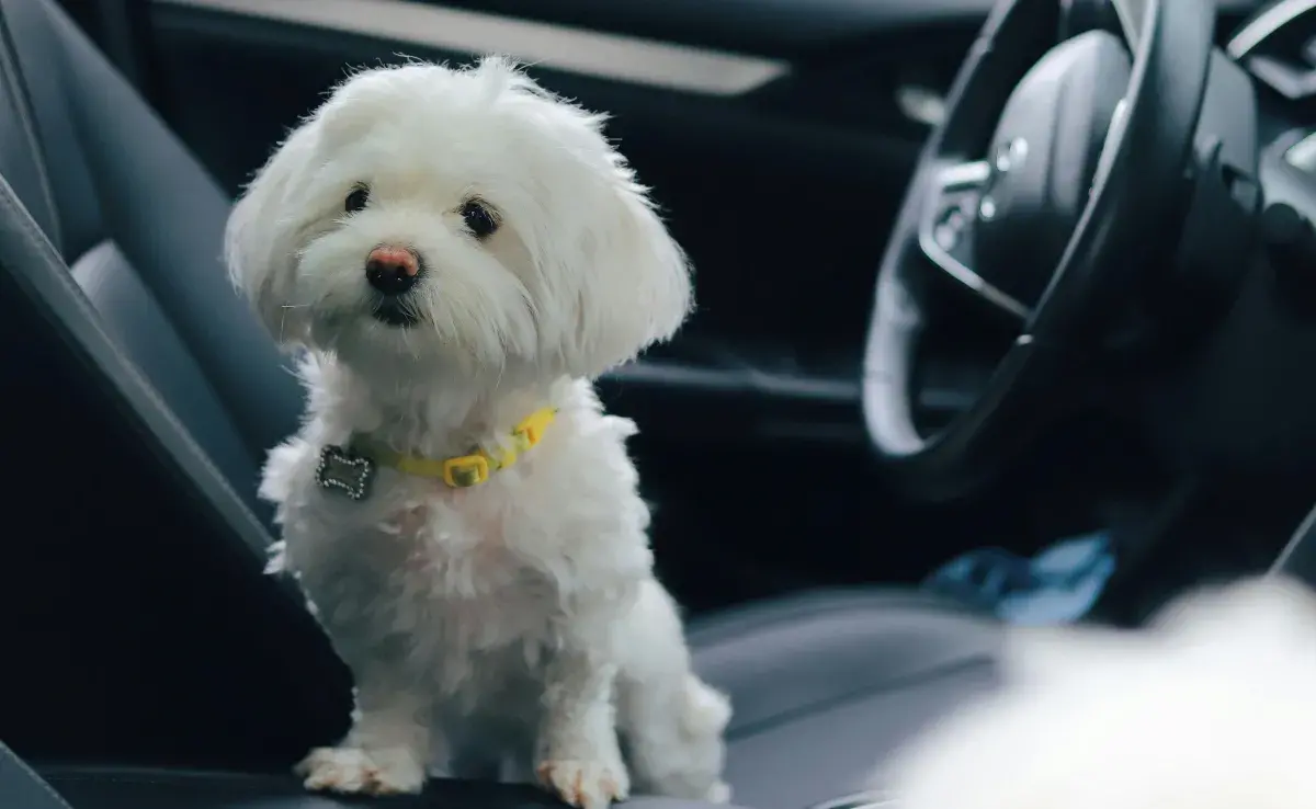 En Argentina sí puedes romper el vidrio del coche para salvar a un animal.