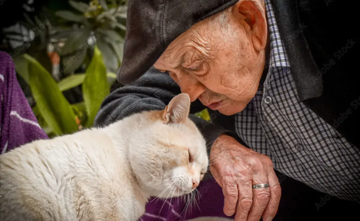 Los gatos son excelentes compañeros para personas mayores.