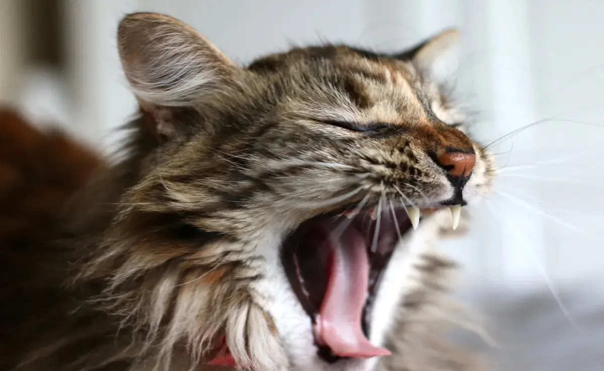 Una de las causas más comunes de las arcadas en los gatos es la acumulación de bolas de pelo.