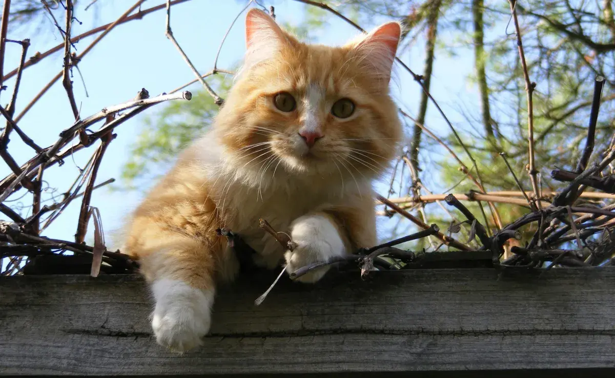 Conocer la edad de los gatos no es tan fácil como la de los perros, pero hay una forma de acercarnos. 