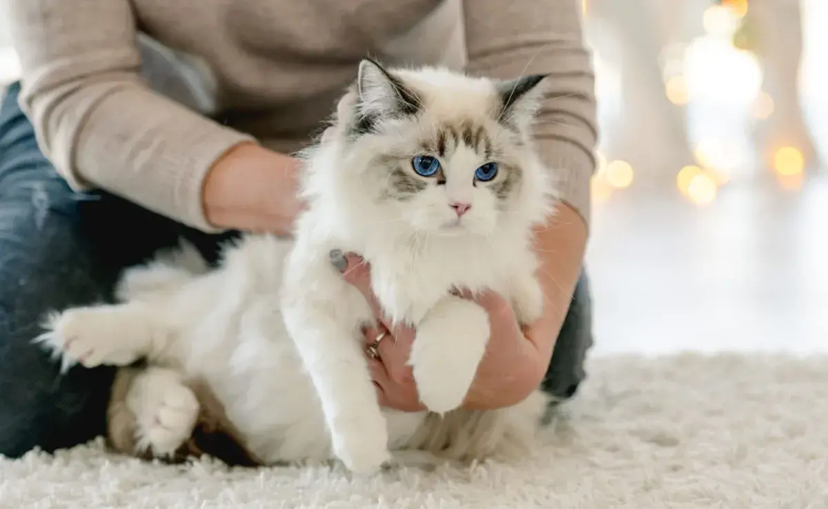 Los Ragdoll son conocidos por su carácter relajado y su apego hacia sus humanos. 