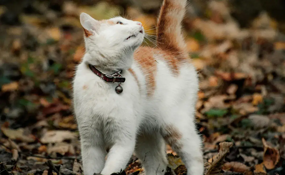 Un gato macho en celo maúlla mucho y marca territorio.