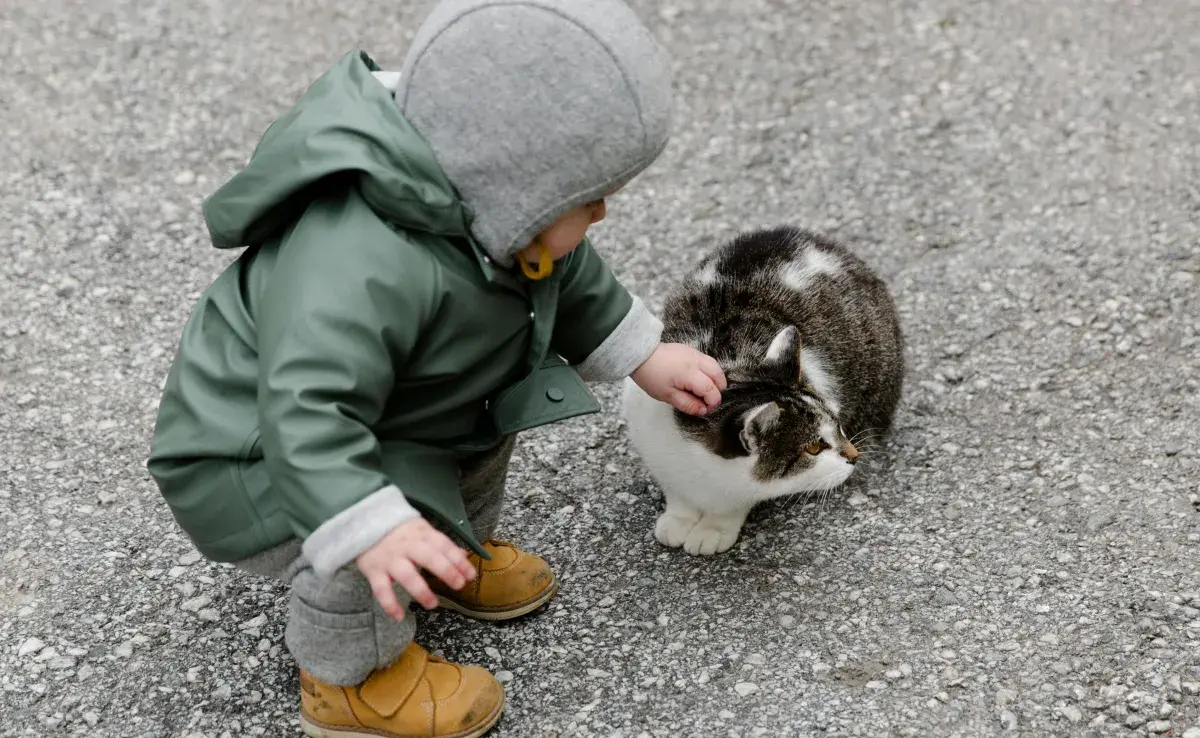 Gracias a un estudio, se sabe que los gatos aprenden más rápido que un bebé.