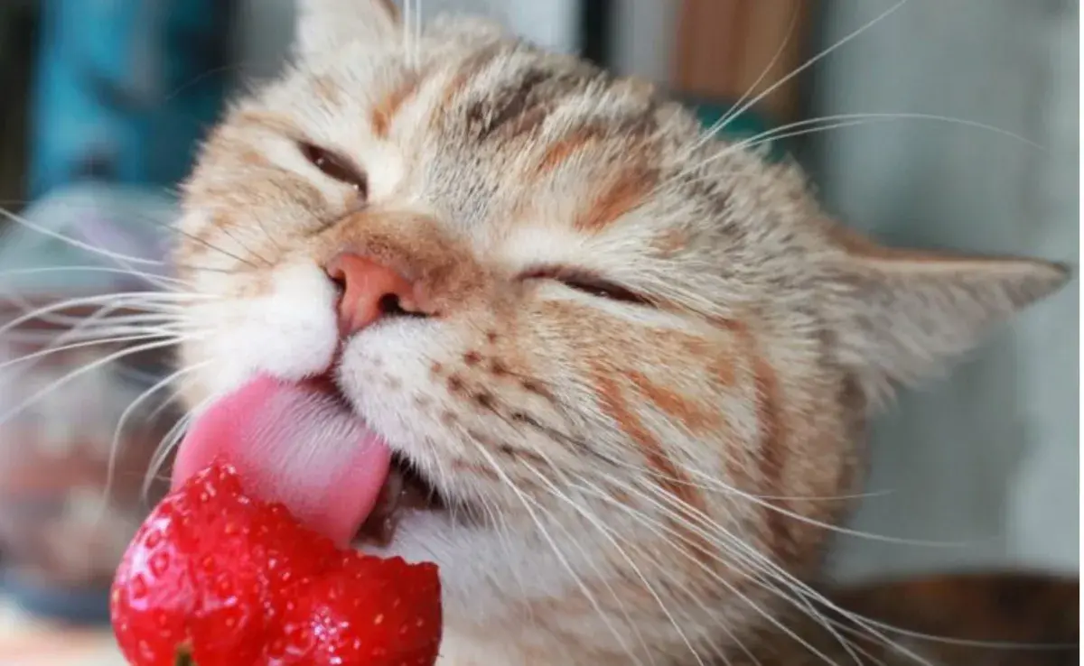 La frutilla en su estado natural no es tóxica para los gatos.