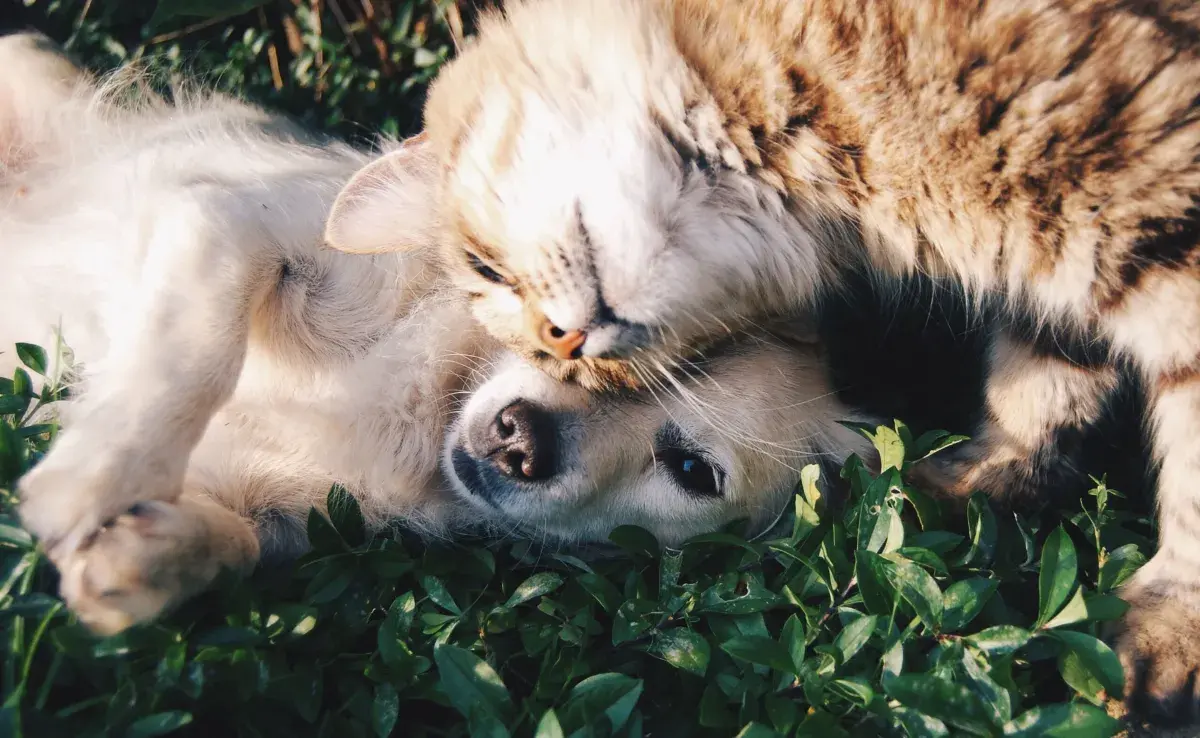 A diferencia de las perritas, las gatitas no sangran.