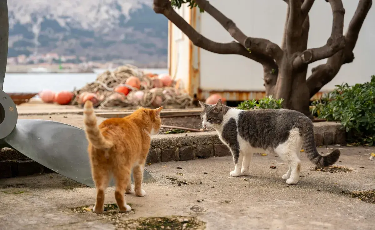 Los gatos "hablan" mediante sus colas. Préstales atención.