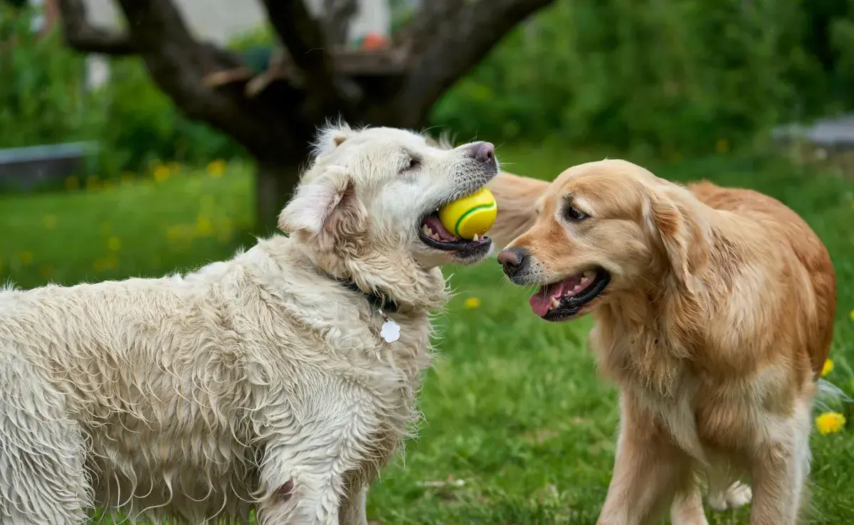 No todos los juguetes son aptos para los perros. Algunos contienen sustancias dañinas.