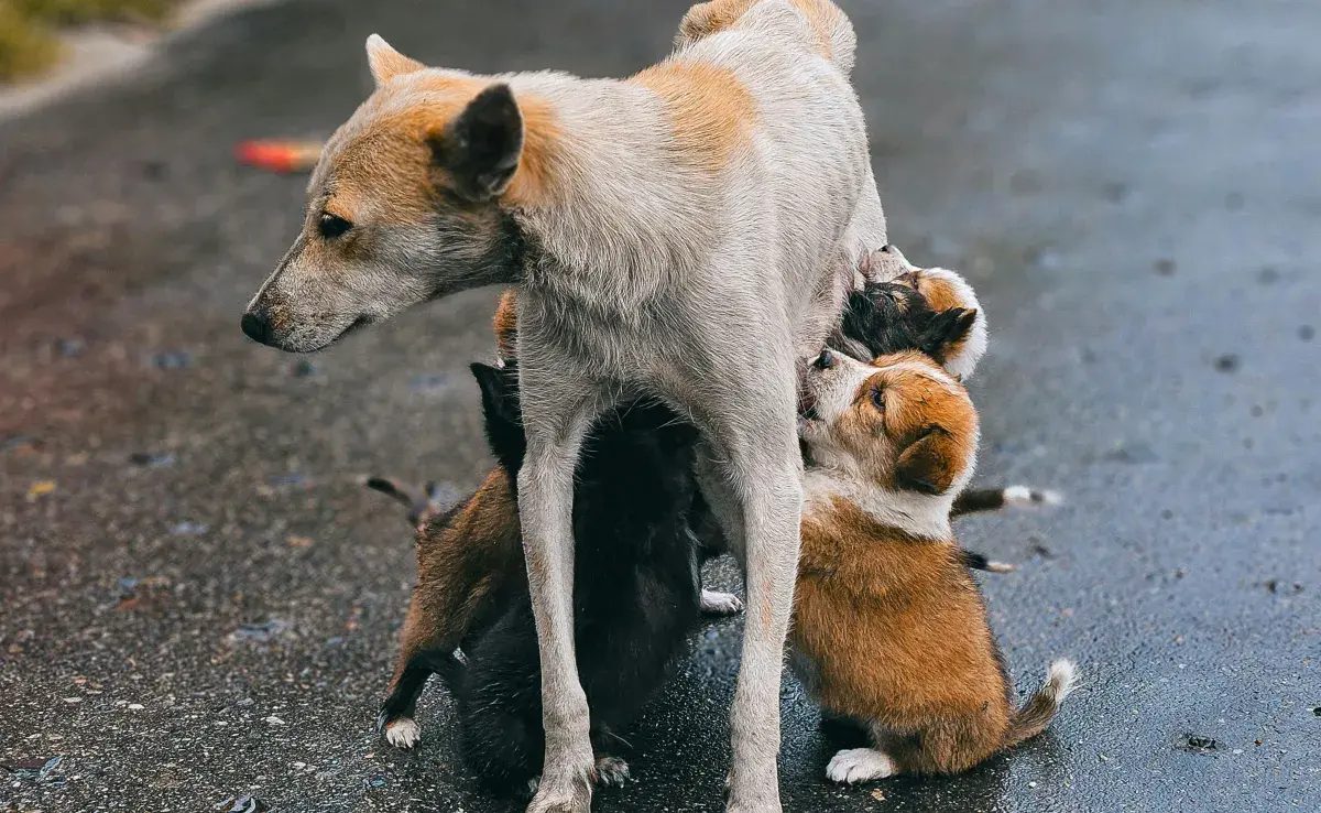 Las perras cuando son mamás primerizas suelen alejarse del mundo.