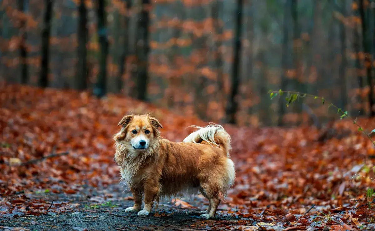 Existen razas como los border collie que tienen un mejor radar para ubicar su casa.