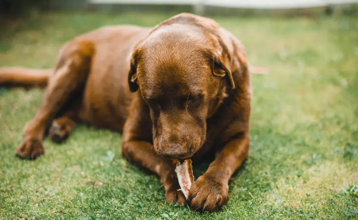 Otro error frecuente es ceder a la insistencia del perro y ofrecerle más comida.