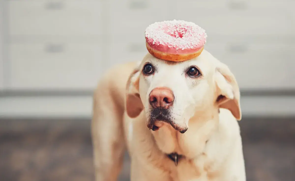 El azúcar en pequeñas cantidades no es tóxico para los perros, pero eso no significa que sea un buen alimento.