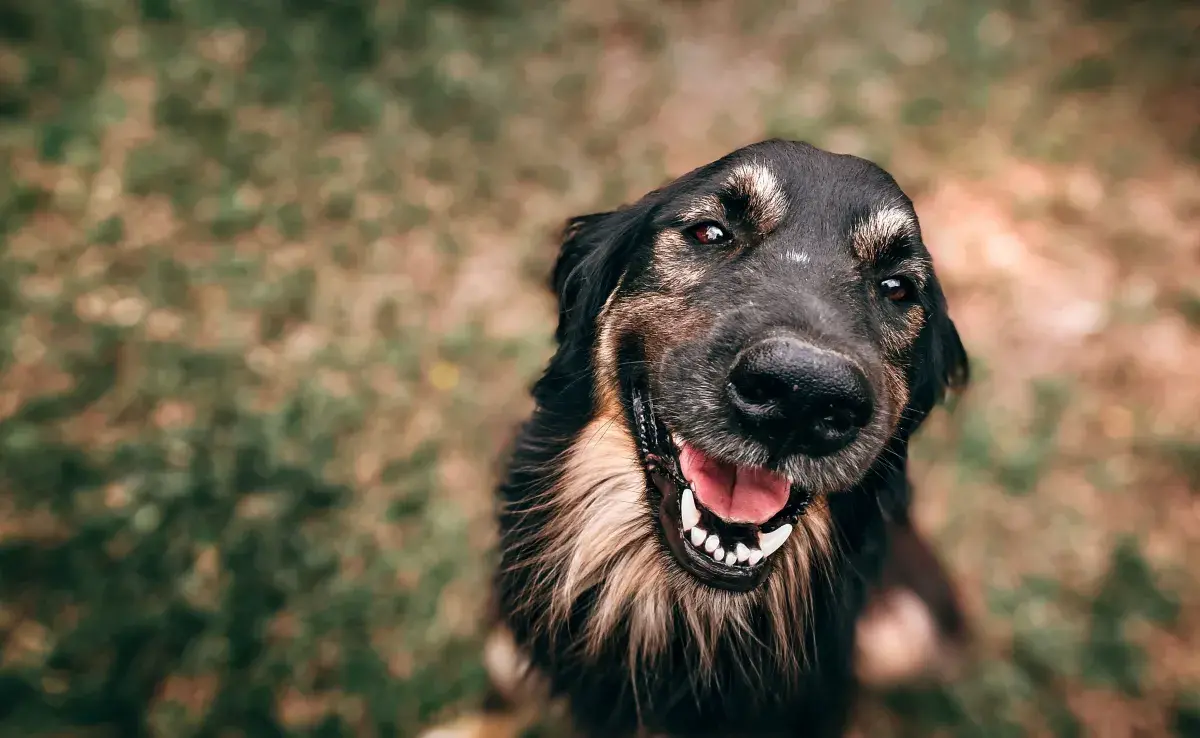 En ocasiones, los perros estornudan cuando están emocionados o mientras juegan. 