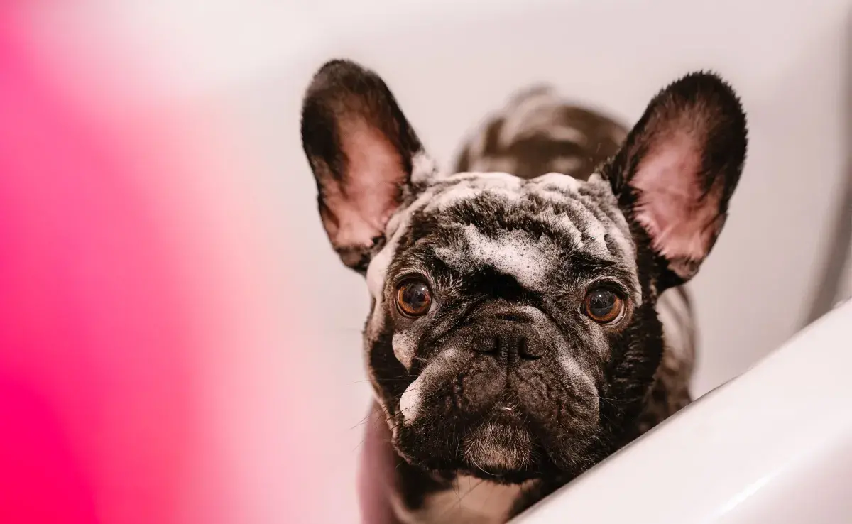 Es importante tener en cuenta que no todos los cachorros están listos para un baño completo.