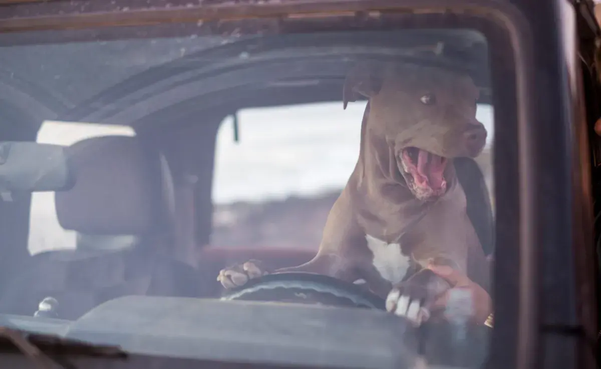 El primer motivo para no llevar a tu perro adelante tiene que ver con su seguridad. 