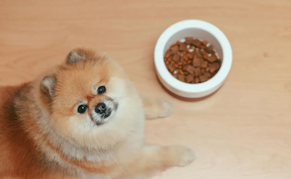 Muchos perros dejan de comer por ansiedad de separación.