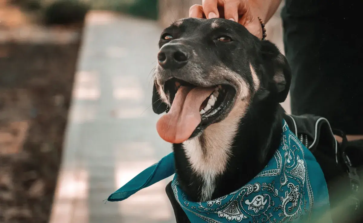 Estos collares están diseñados para liberar sustancias que ayudan a relajar al perrito.