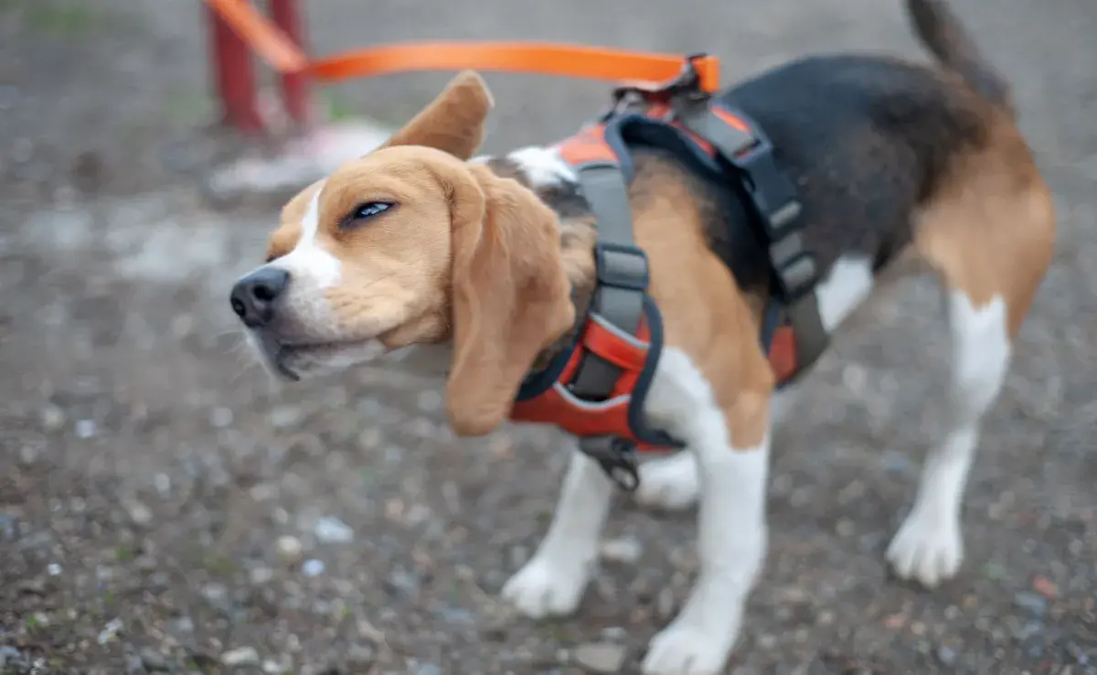 Los movimientos repetidos de cabeza en un perro suelen ser una respuesta a molestias.