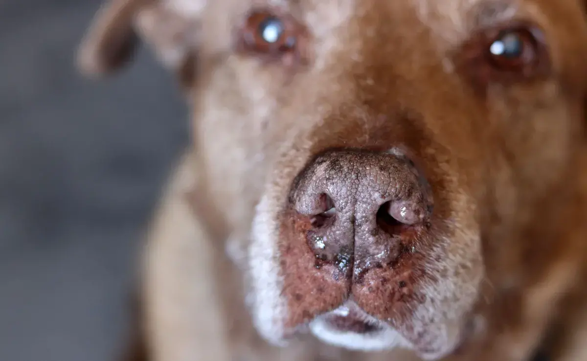  Los suplementos pueden ser una forma de ayudar a tu perro a mantenerse saludable.