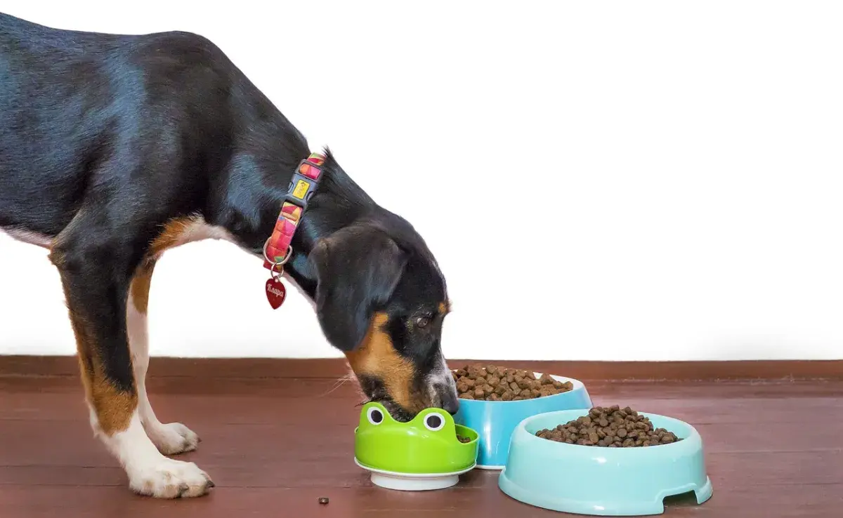  ¿Por qué es importante que tu perro coma únicamente su comida?