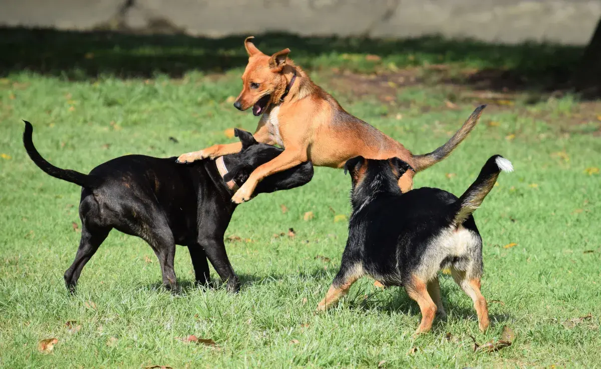 El apareamiento en los perros es un proceso natural, pero también delicado. 