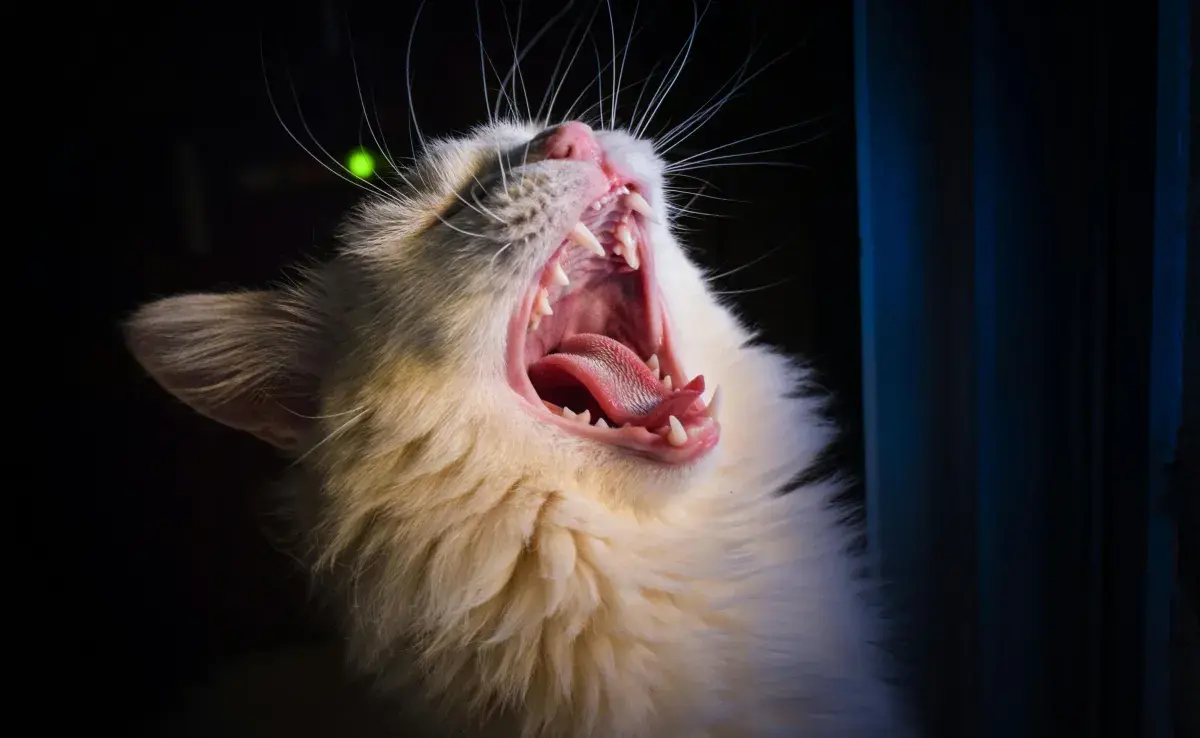 Los gatos tienen sueños como los humanos. De ahí sus movimientos.