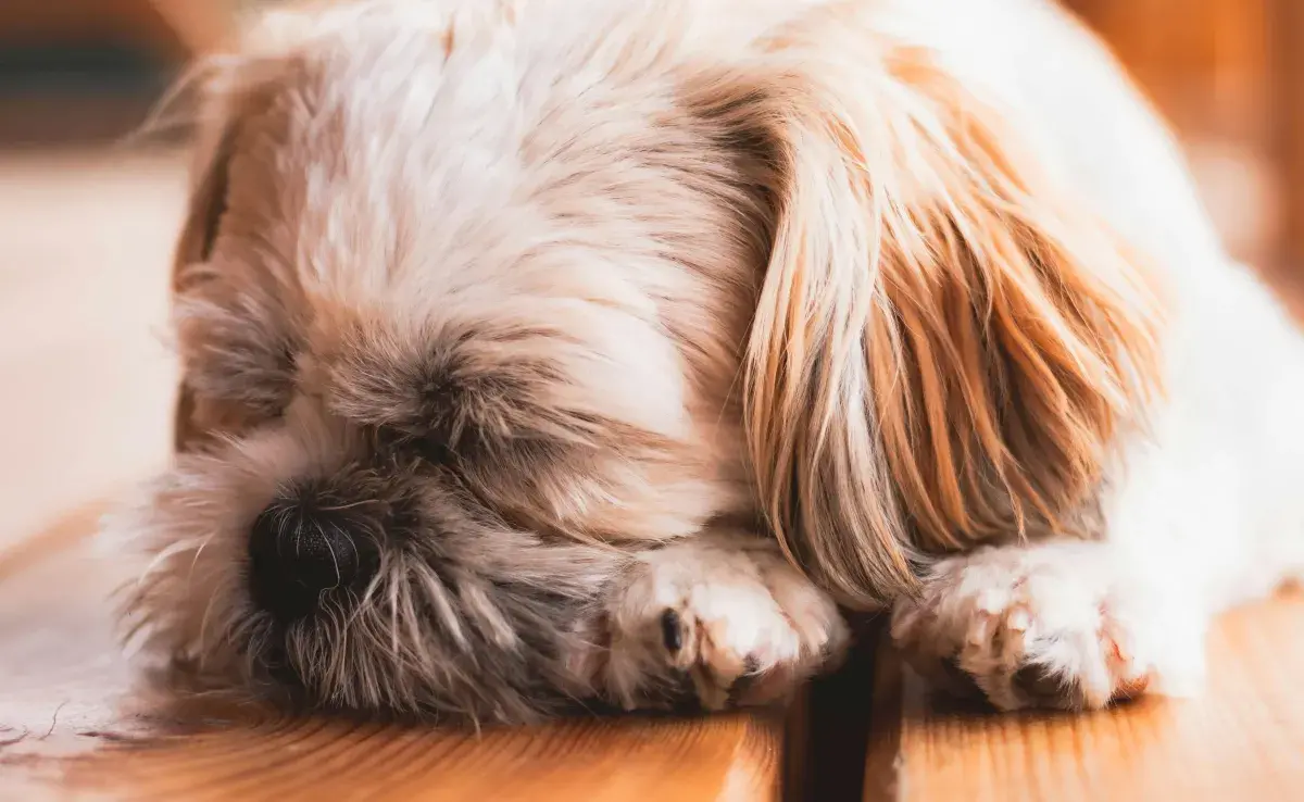 Los ronquidos de tu perro podrían deberse a problemas de salud. 