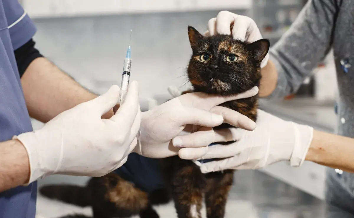 La vacuna trivalente es también conocida como triple felina.