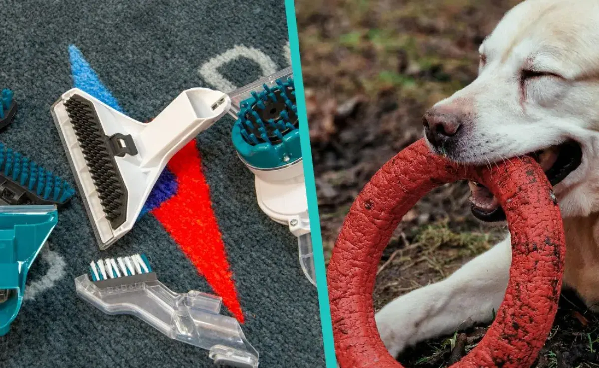 Accesorios básicos para perros para facilitarte la vida