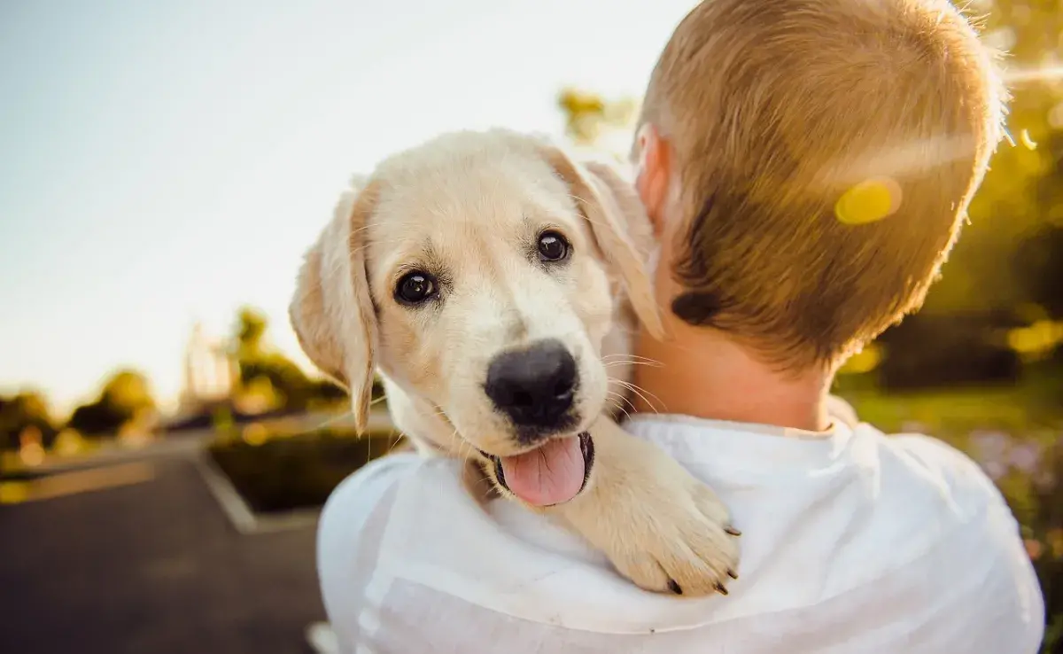 Razones por las cuales deberían castrar a tu perro 