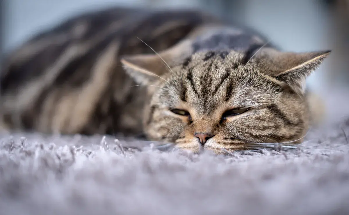 Los gatos, a diferencia de los perritos, suelen ocultar cuando se sienten mal. 