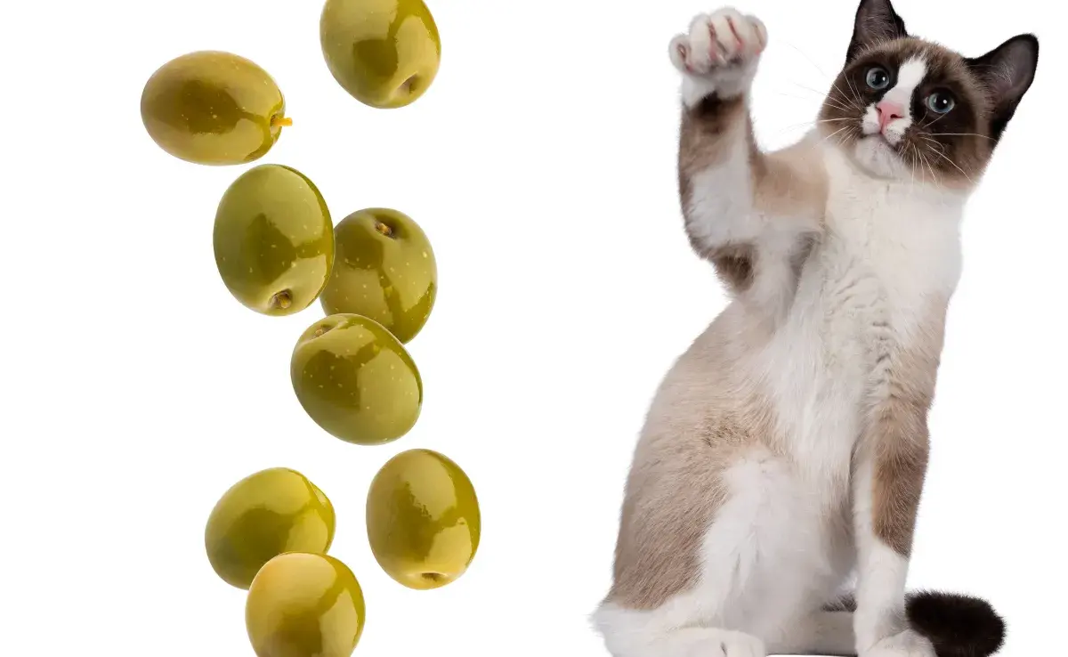 La buena noticia es que las aceitunas no son tóxicas para los gatos