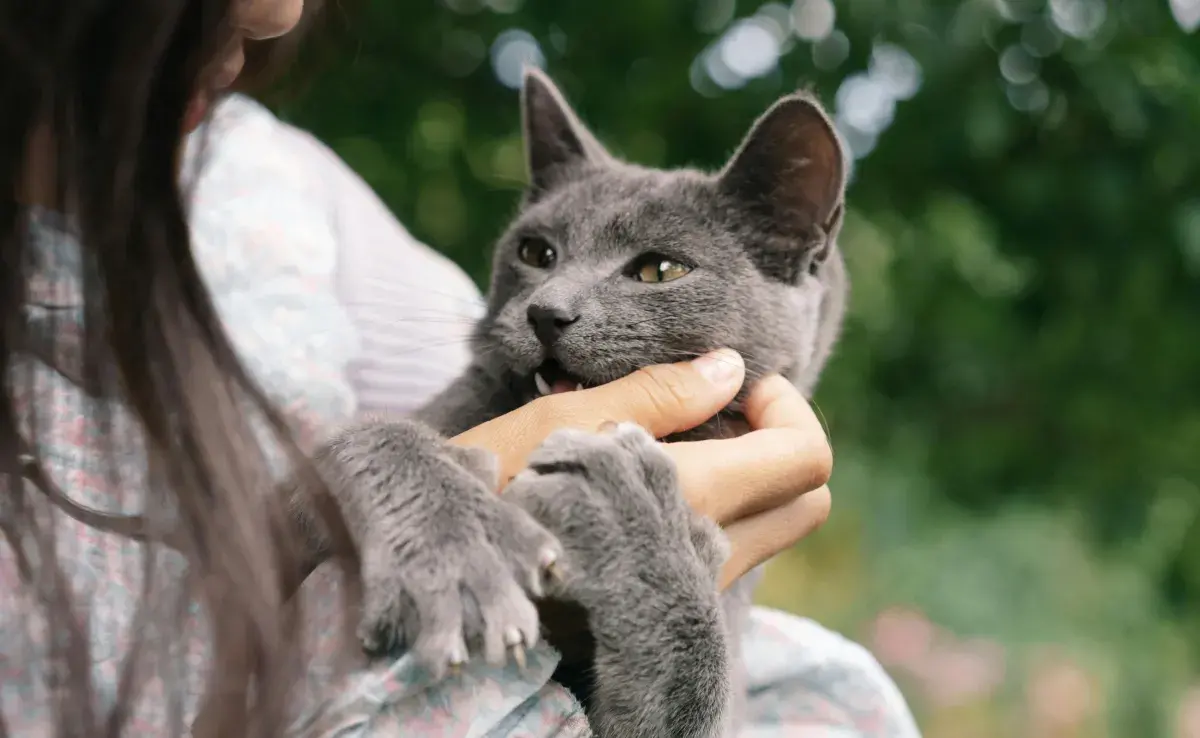 A veces el que tu gato te ataque no quiere decir que le caigas mal.