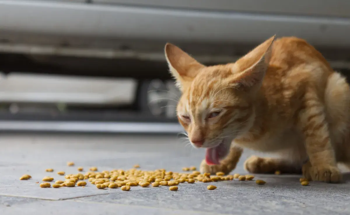 Muchos gatos, especialmente si son muy comelones, tienden a engullir su comida. 