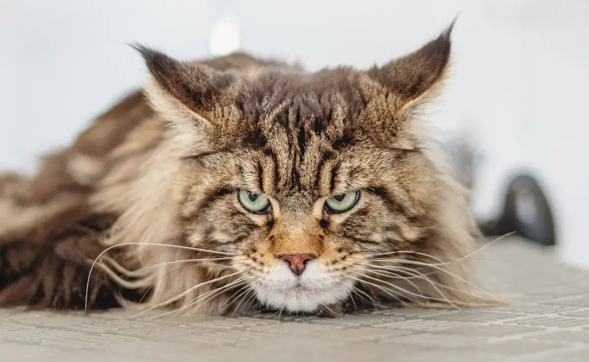 ¿El color de los gatos tiene que ver con su agresividad?