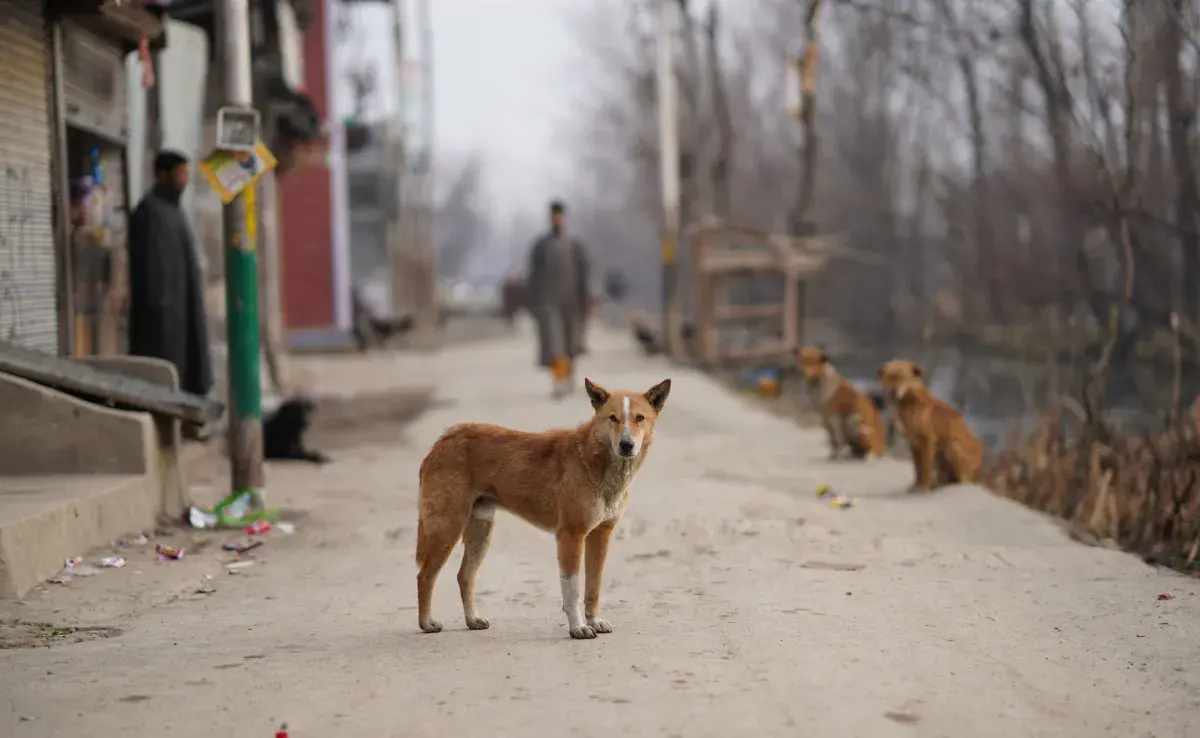 Hoy en día, se estima que hay más de 300 perros viviendo en la zona de exclusión